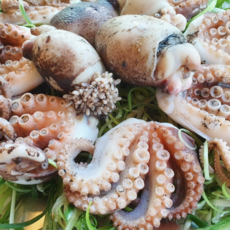 제철별미 당일조업 생물 알쭈꾸미, 1세트, 알배기 쭈꾸미 1kg