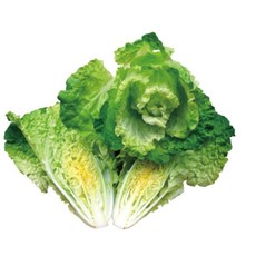野菜部屋 F36 沙拉白菜種子 甜度高 栽培容易, 1包