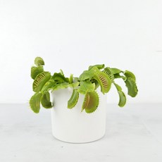 공기정화식물+간편화분 간편한 인테리어 식물화분, 1개, 19.파리지옥+포트화분