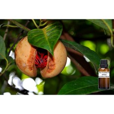肉豆蔻 純精油 Nutmeg Pure Essential Oil, 1個, 150ml