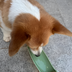 라노핏 강아지물통 접이식물병 급수기, 1개, 480ml