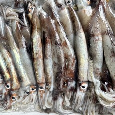 당일바리 산지직송 국내산 통찜용 오징어 800~1kg, 1개, 800~1kg (9~13미)