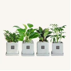 플랜트스토리 스페셜그레이 소형 4종 화분 세트, 1세트, K형 스킨답서스+아이비+청페페+홍콩야자