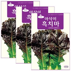 세인화분 아삭이 흑치마 상추 5000립 - 흑상추 씨 씨앗, 3개