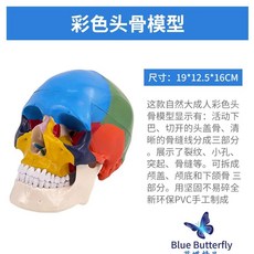 인체모형 신경 머리 두개골 인간 해부학 골격 모델 근육 과학 교육 뼈 뇌 오아브로드, I. 컬러드 스컬설명서 포함