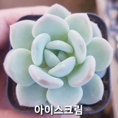 내맘대로골라 다육이 다육식물, 47번- 아이스크림, 1개