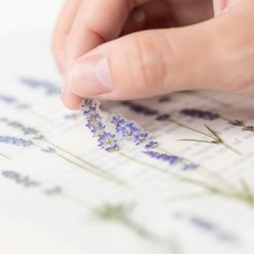 고백편지 압화스티커 라벤더 편지 연인에게 전하는 사랑 고백 쪽지