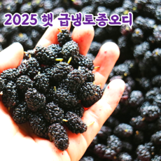 국내산 토종 오디, 1개, 10kg(상품)