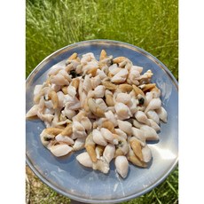 (영롱한수산) 여수 (산지직송) 자연산 키조개 부산물 꼭지살 500g (냉동), 1개, 500