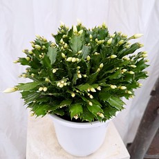 청년농부 화이트 게발선인장 겨울꽃 실내화분 크리스마스선인장 인테리어식물