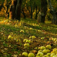 스노윅 운자르뎅 수르닐 프레그런스오일 100ml, 1개, 가벼운 과일 산미