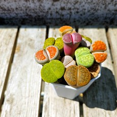 이삭 다양한 립토스모음- 생석화 강한매력 희귀다육식물, 1개