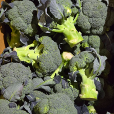 산지꾼 국내산 브로콜리 제주 브로컬리, 1개, 1kg