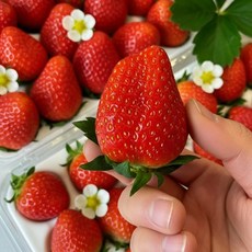 [프리미엄등급] 바로 따서 보내는 고당도 금실딸기, 1개, (솜이네)금실딸기 500g (30~40구)