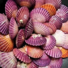 케이엠푸드 통영 홍가리비 3kg, 1박스