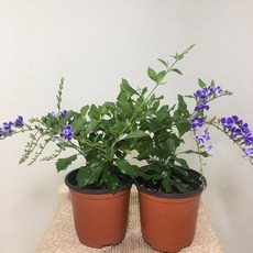 [해피그린 화원] [2개묶음] 듀란타 미니 발렌타인자스민 발렌타인쟈스민 미니발렌타인 초콜릿자스민 자스민 쟈스민 쟈스민꽃 꽃식물 인테리어식물 공기정화식물 식물 099 화원 농원, 2개