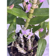 [루반정원] 홍모단, 1개