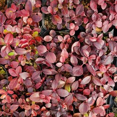 [가든동화] 가울테리아 / 10cm포트 / 분경 석부작 테라리움 소재, 1개