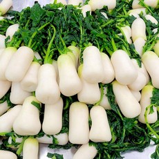 [예약배송] 국내산 총각김치용 절임 알타리 무 25년 햇 알타리, 1개, 10kg(무청일체형)
