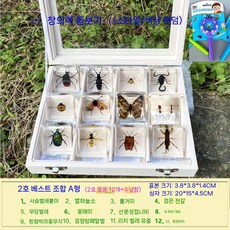 곤충 표본 액자 관찰 수집 벌레 교육용 과학 상자 봄곤충 입체관액자 나비표본, 2. B세트