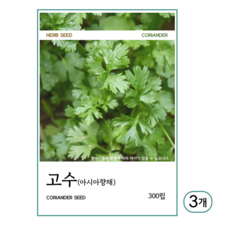 고수 씨앗 300립, 3개