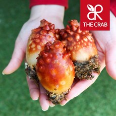 제철 활 멍게 1kg 자연산 통영, 1개, 1kg (횟감)