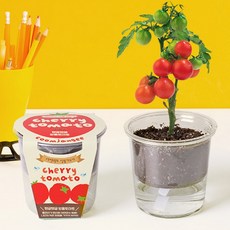 윤 방울토마토 화분키우기 세트