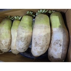 해돋이농산 국내산 무 강원도 무 김장무 5kg 10kg 20kg내외 (20kg기준 9수~12 기준), 1개, 20kg내외(9~12수)