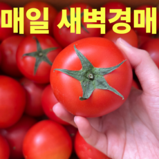 매일 새벽경매 완숙 토마토, 1박스, 10kg