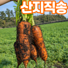 [초특가] 아삭아삭 신선한 제주 구좌당근, 1박스, 3kg