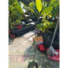 花花世界 孟尖榴槤蜜新品種 4吋黑軟盆 高30-60公分, 1個