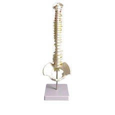 해부학 척추모형 골격 뼈 병원용 간호 실습용 과학실 신경 관절 대퇴골 해골 교육, 9. 85cm 골반/대퇴골두 (컬러 구분)