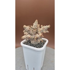 아데니움 아라비쿰 DHA Adenium arabicum dha 랜덤상품 미니사이즈, 1