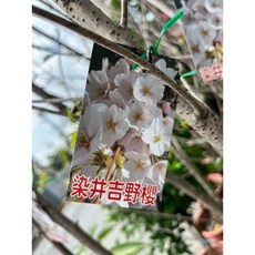 霏霏園藝 染井吉野櫻4-5年苗 (特價) 庭院植物 花苗, 1個