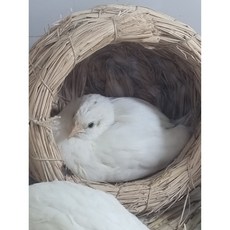 (부화용)화이트미니메추리알 1알 미니메추리알 1알 종란 유정란 부화용알