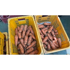 [!초특가!] 26년 쥬스용 햇당근, 1개, 10kg