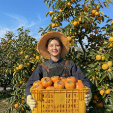 [공판장1등 당도보장]16brix 고당도선별 단감 특품, 1박스, 5kg 특품 27~30 중과