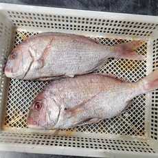 반건조 통영 참 돔 자연산 참돔 반건조 참돔 참 도미 자연산돔 냉동참돔 반건조도미, 1개, 450g