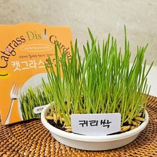 SKFARM 발아율 높은 고양이 캣그라스 한접시 캣글라스 재배키트, 1개, 150g, 새싹귀리