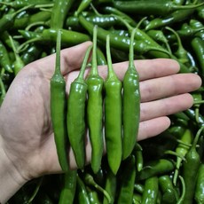 국내산 신선한 청양고추 특 500g, 1개