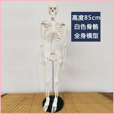 85cm人體骨骼模型 高端敎學活動 拆卸結構 骨架解剖 可附肌肉點 FKK0, 85cm固定白色骨骼模型
