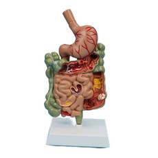 소화계 모형 장기 소장 단면 소화기관 입체 해부, 중국어 및 영어 설명 카드 무료 청구, 1개