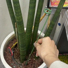 원예용 홈가드닝 덩굴식물 베란다 식물지지대 고정 녹색 37cm 화분지주대 넝쿨식물지지대