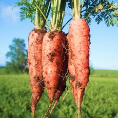 아삭아삭 신선한 제주 구좌당근 특사이즈, 1개, 10kg (특품)