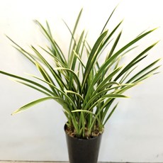 동양란 ~천양금, 1개