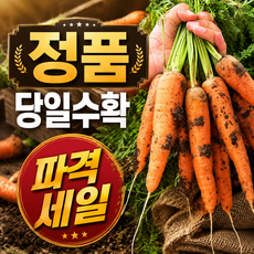 특품 청담농수산 경남 햇 흙당근, 1개, 3kg (상)