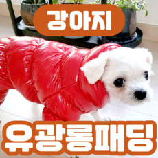 제이덱 강아지 유광 패딩 겨울 방한 외출 필수템 바람막이, 레드, 1개