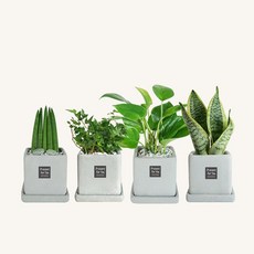 플랜트스토리 스페셜그레이 소형 4종 화분 세트, 1세트, F형 스투키+아이비+슈퍼바+스킨답서스