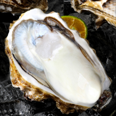 [신년한정특가] 남해새벽수확 감칠맛폭발 최상특품 석화굴, 1개, 5kg