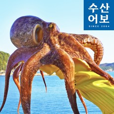 산지직송 당일조업 통영 문어 자연산 활 돌문어, 1개, 500g